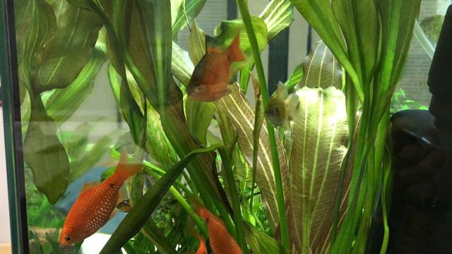 Огненные барбусы смотреть онлайн