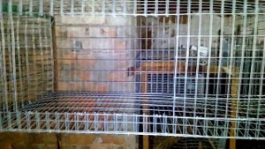 Клетка для кроликов своими руками.