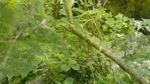 Обрезка чубушника после цветения