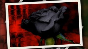 Песни и музыка старых дворов Черная роза.mp4