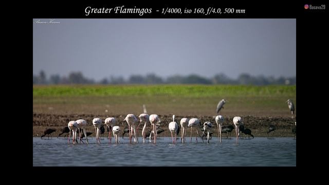 ತೋಳ ಬಂತು ತೋಳ | In search of Indian Grey wolf | The Grey Ghost of Grasslands | Bhigwan, Maharashtra смотреть онлайн