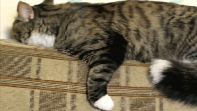 Животные в HD смотреть онлайн