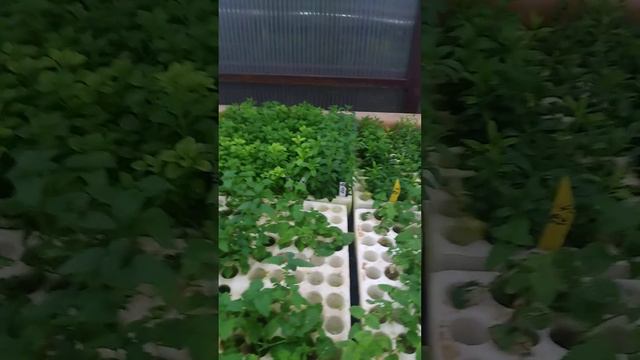 🌺🌿стартовали продажи черенка🌿🌺 смотреть онлайн
