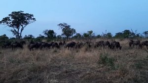Антилопы гну в нац. парке Серенгети
