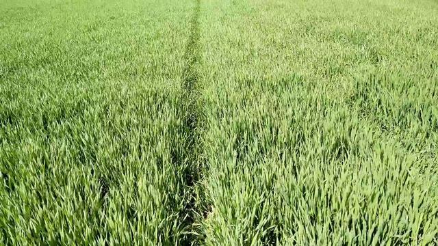 состояние полей перед посевом подсолнечника, ячмень Сорт Базальт сравнение с другим сортом смотреть онлайн