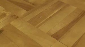 1 серия. Лошади против диких кошек.(Моё первое видео :))