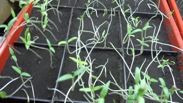 НЕ ВЫБРАСЫВАЙТЕ ВЫТЯНУВШУЮСЯ ТОНКУЮ РАССАДУ - ВСЕ МОЖНО ИСПРАВИТЬ. Ольга Чернова. смотреть онлайн