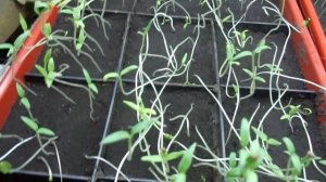 НЕ ВЫБРАСЫВАЙТЕ ВЫТЯНУВШУЮСЯ ТОНКУЮ РАССАДУ - ВСЕ МОЖНО ИСПРАВИТЬ. Ольга Чернова.