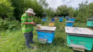 Как собирается цветочная пыльца у нас на пасеке