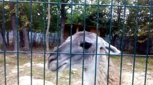 Лама плюёт в первоклассника! 25.09.2015.