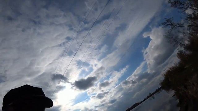 Окаменелое дерево.Поиск.