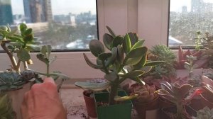 Суккуленты зимой. Суккуленты в домашних условиях.