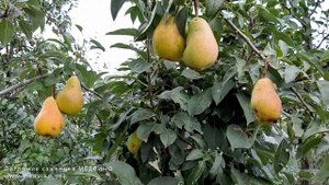 Груша Изольда обзор сорта (вкусовые качества)