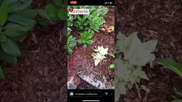 Мульча для хостов из коры лиственницы