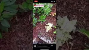 Мульча для хостов из коры лиственницы