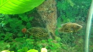 Мальки Астронотусы рвут мотыля, дельфины успевают подъедать!