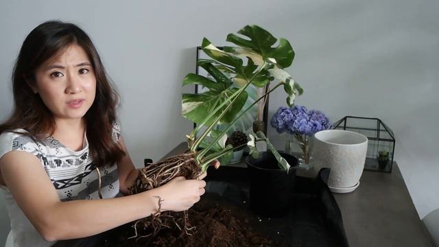 Monstera Thai Constellation Repot with Me | K-Drama Review 'Cheese in the Trap' смотреть онлайн