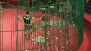 Львы. Цирк. Лев в цирке прыгает как кошка. Lions. Circus. The lion in circus jumps like a cat.