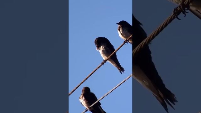 Зачем птицы седят на проводах смотреть онлайн