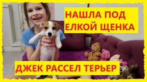 Подарок щенок на Новый Год. Щенок Джек Рассел Терьер подарок для ребенка.