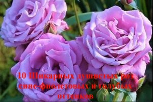 10 Шикарных душистых роз сине-фиолетовых и голубых оттенков