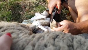 Ножницы для обрезки копыт