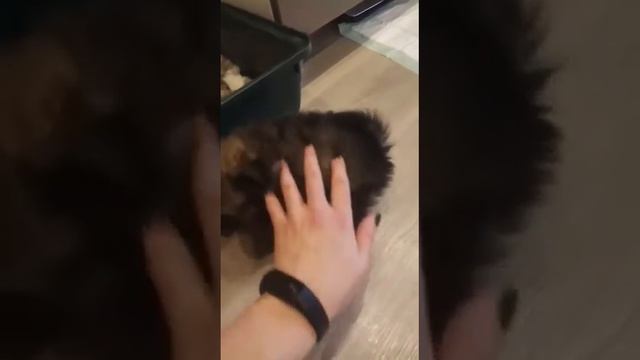 мальчик и 2 девочки, памеранский шпиц, dogstyle.by смотреть онлайн