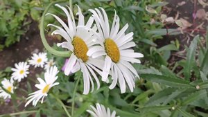 Flowers цветы ромашки белые