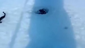 В аквариуме с Налимом