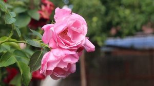 Дачные секреты. Нужно ли обрезать розы летом после цветения?