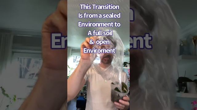 Philodendron El Choco & Philodendron Florida Ghost getting ready for soil смотреть онлайн