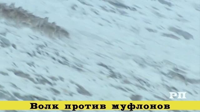 Противостояние в дикой природе. смотреть онлайн