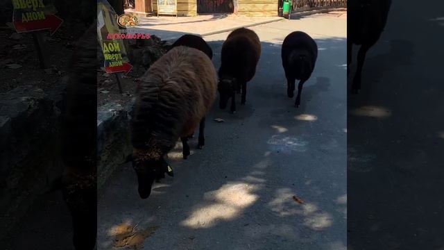 Выходные в Лукоморье. смотреть онлайн