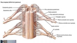 ЯГМУ.  Введение в неврологию. Спинной мозг