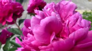 ПИОНЫ - профессиональный посадочный материал из Нидерландов.