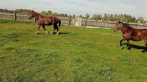 Цыганская кобыла не подпускает жеребца