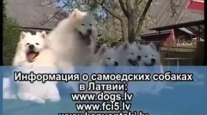 Про породу собак   Самоед