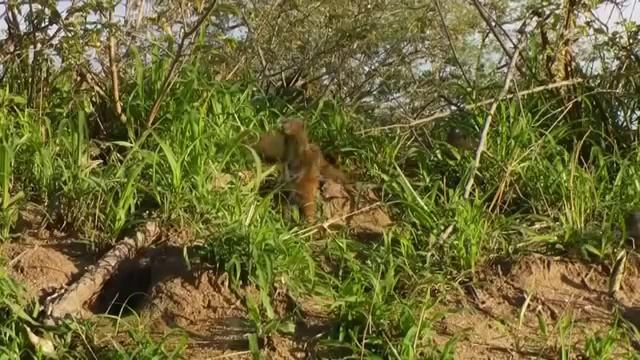 Африка. Дикая природа. Животные.