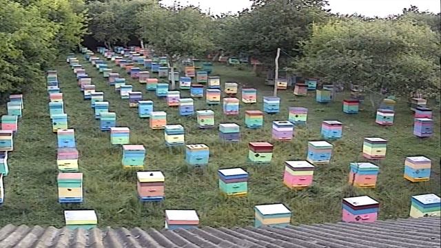 Пчелопакеты, пчеломатки: карника, карпатка, бакфаст. Заказы пчелопакетов, пчеломаток т.89603022455 смотреть онлайн