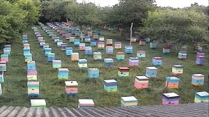 Пчелопакеты, пчеломатки: карника, карпатка, бакфаст. Заказы  пчелопакетов, пчеломаток т.89603022455