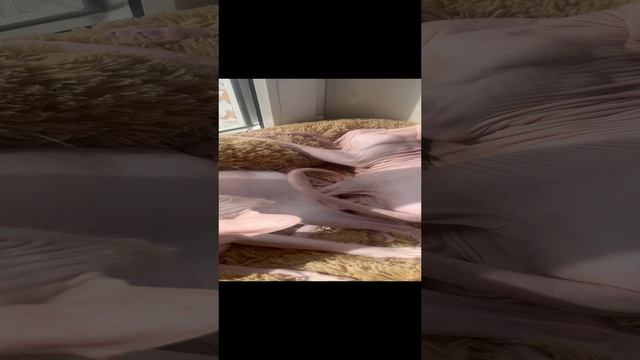 Сфинксы недопонимаю друг друга