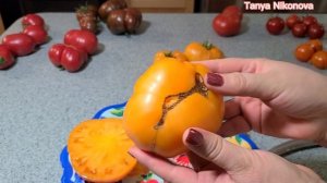 ТОМАТ МЯСНОЙ ЗАВТРАК. ДЕГУСТАЦИЯ ТОМАТА И ОБЗОР ТОМАТА.