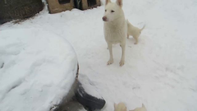 Лайма эти дурынды не приходили? смотреть онлайн