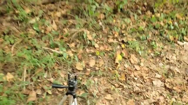 Harvesting & Eating Wild Paw Paw Fruit смотреть онлайн