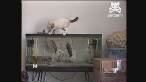 рыба укусила кота