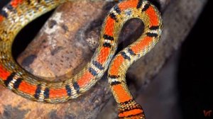 Летающие змеи