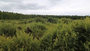 Охота Кулаш