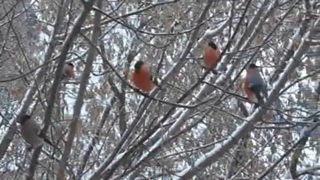 Снегири /авт. песня/ смотреть онлайн