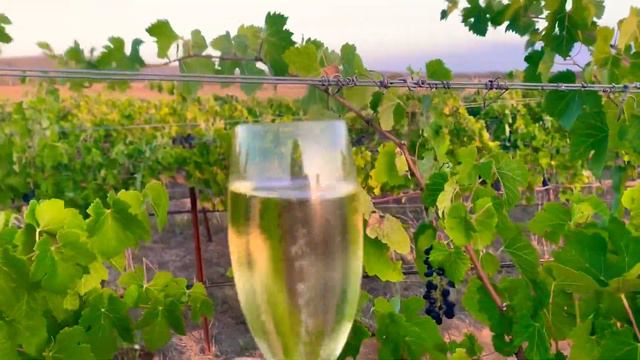 Vlog. Выходные в винной долине! Hunter Valley 🍾 смотреть онлайн