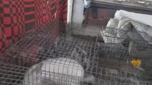 простой способ лечения ушного клеща у кроликов